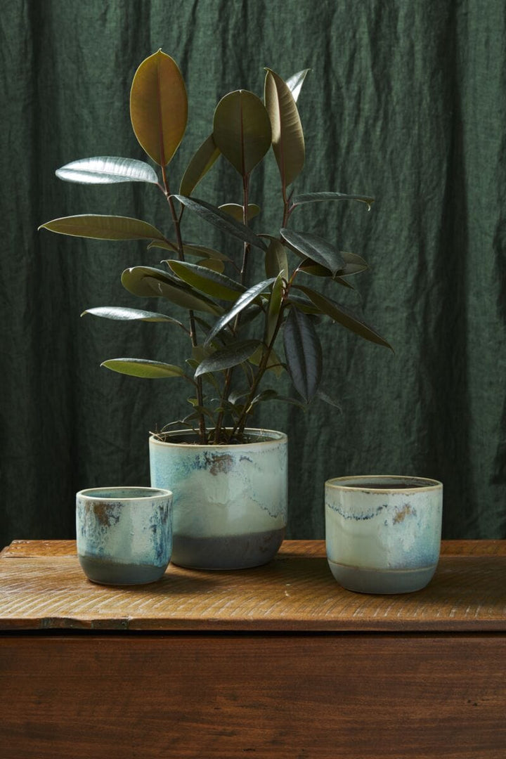 Accent Decor Plants Caribe Pot - 4.5" x 4"