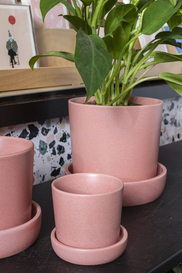 Accent Decor Plants Watson Pot Pink