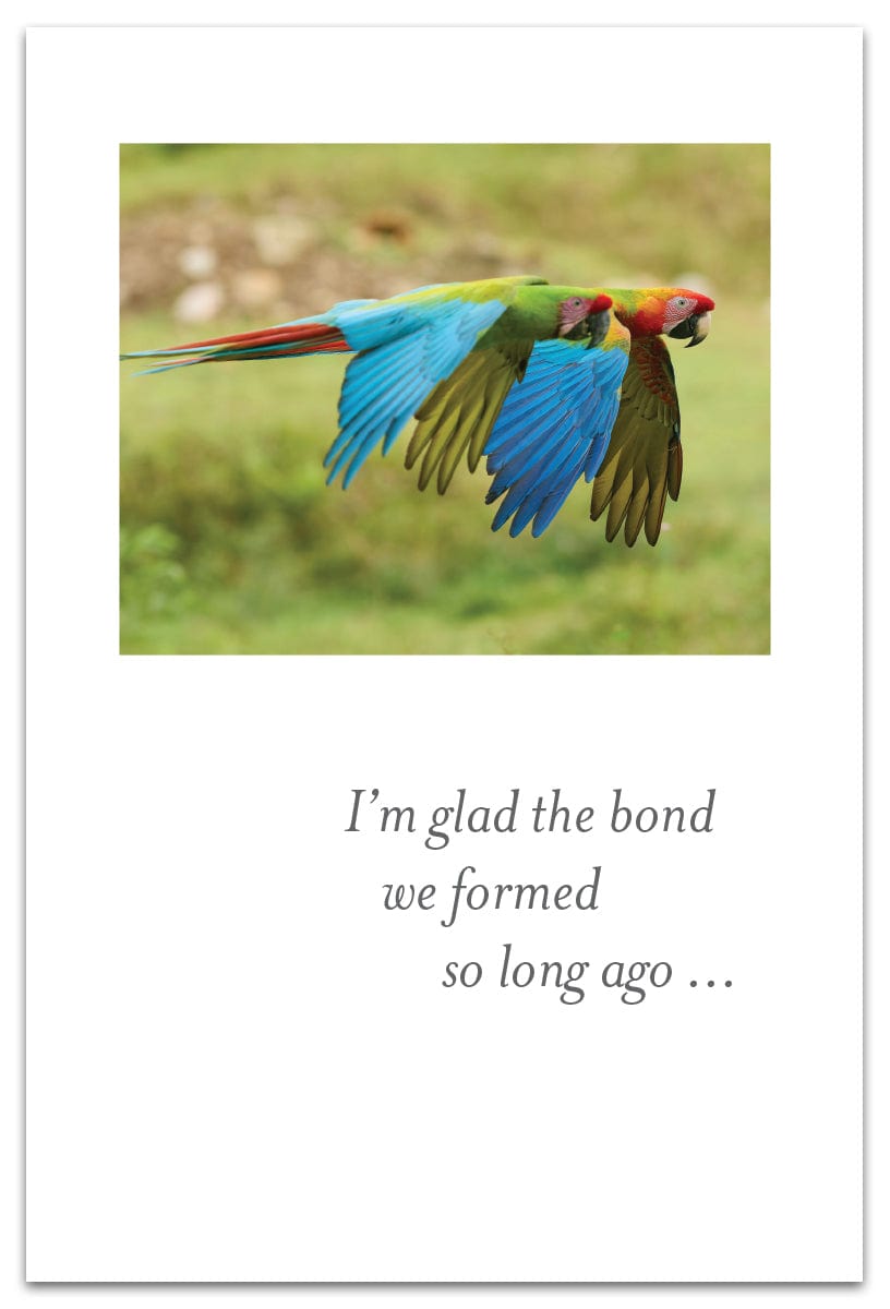 Cardthartic Cards Scarlet Macaw Pals Birthday Card