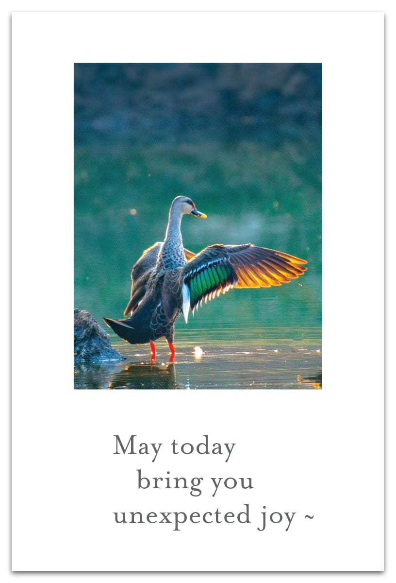 Cardthartic Cards Wading Duck Birthday Card