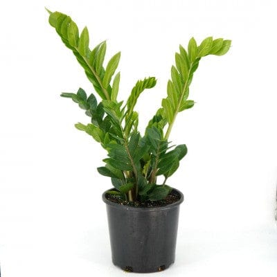 Cascade Tropicals Plant 8" Zamioculcas zamiifolia - ZZ Plant