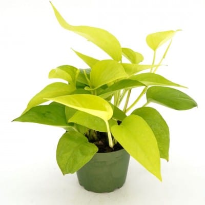 golden pothos neon Epipremnum aureum 'Neon' Pothos (4" Pot)