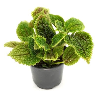 Cascade Tropicals Plants 4" Pilea mollis 'Moon Valley'