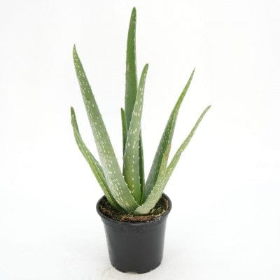 Cascade Tropicals Plants Aloe Vera