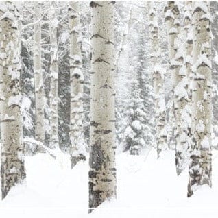Crane Creek Graphics Boxed Card Set Aspen Snow Holiday Card Set