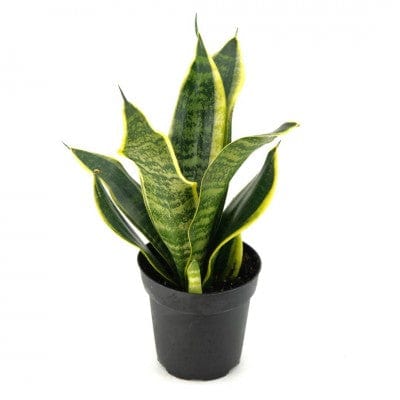 Paper Luxe Plants Plant 4" Sansevieria Trifasciata Futura Superba (Snake Plant)