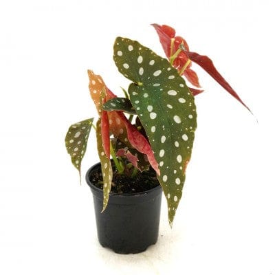 Paper Luxe Plants Plants 4" Begonia maculata - Polka Dot Begonia