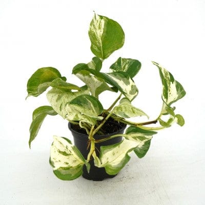 manjula pothos vs njoy Epipremnum aureum 'Manjula'