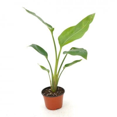 Paper Luxe Plants Plants 4" Strelitzia nicolai - Bird of Paradise White