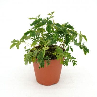 Paper Luxe Plants Plants Mimosa pudica (Sensitive Plant)
