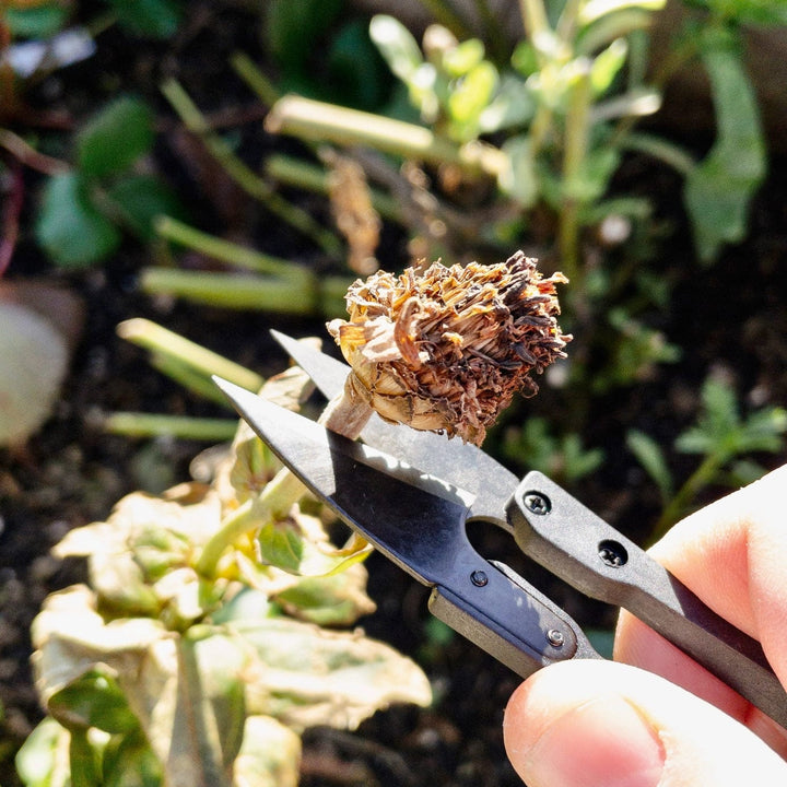 Seattle Seed Co. Scissors Fine Pruning Snips