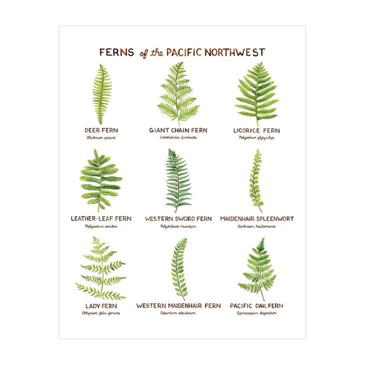 Yardia Art Print Ferns of the Pacific Northwest - 11" X 14" Art Print