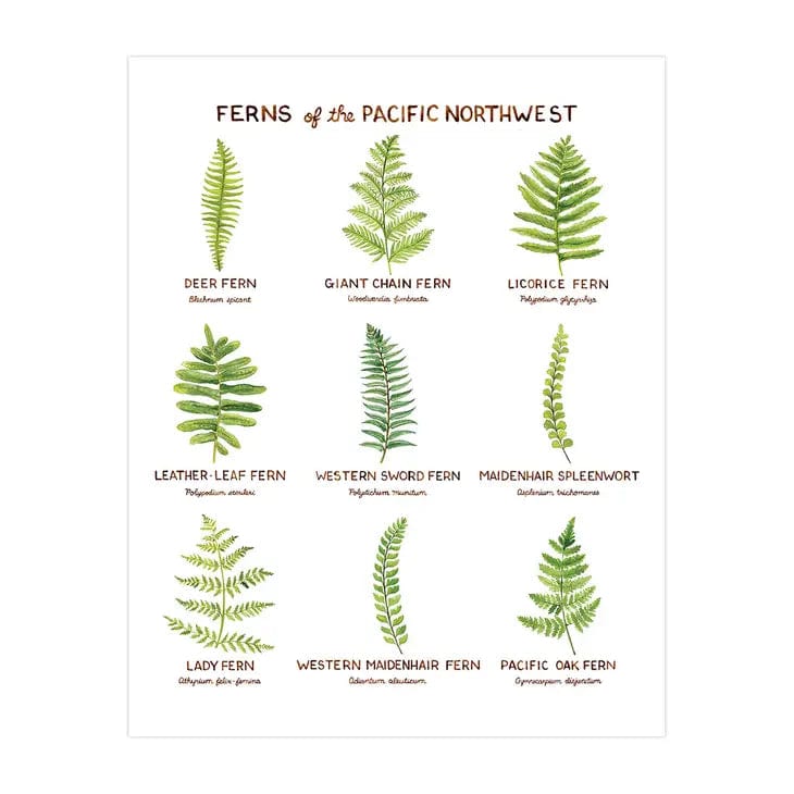 Yardia Art Print Ferns of the Pacific Northwest - 11" X 14" Art Print