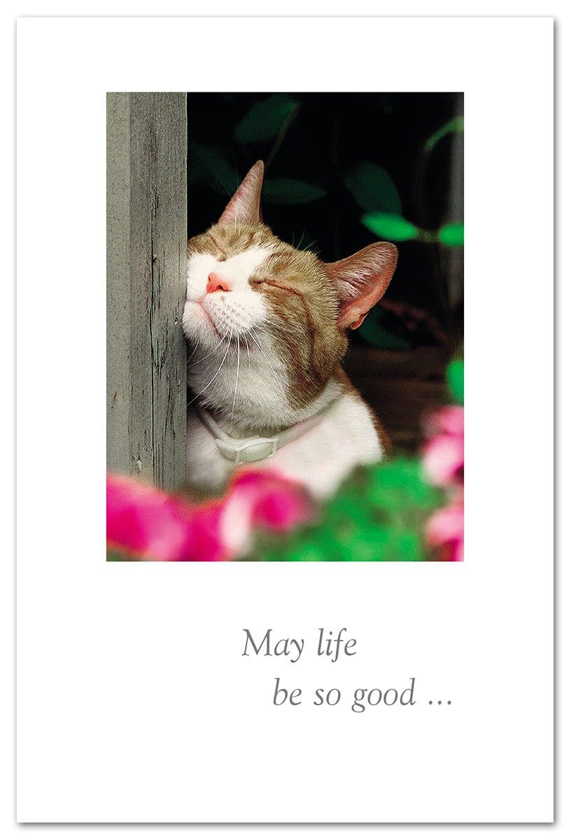 Cardthartic Card Cat Scratching Birthday Card