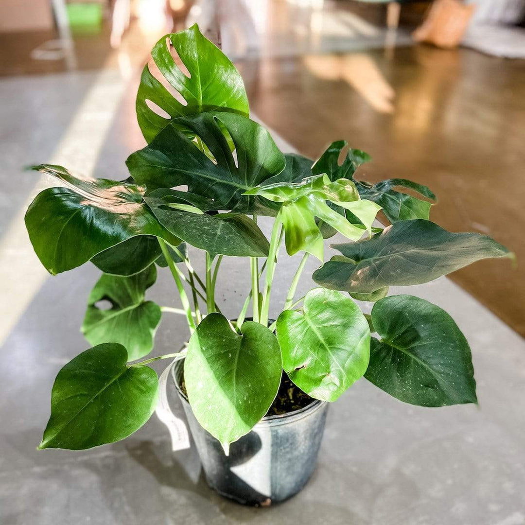 Philodendron Monstera Deliciosa Plant Cascade Tropicals 10"