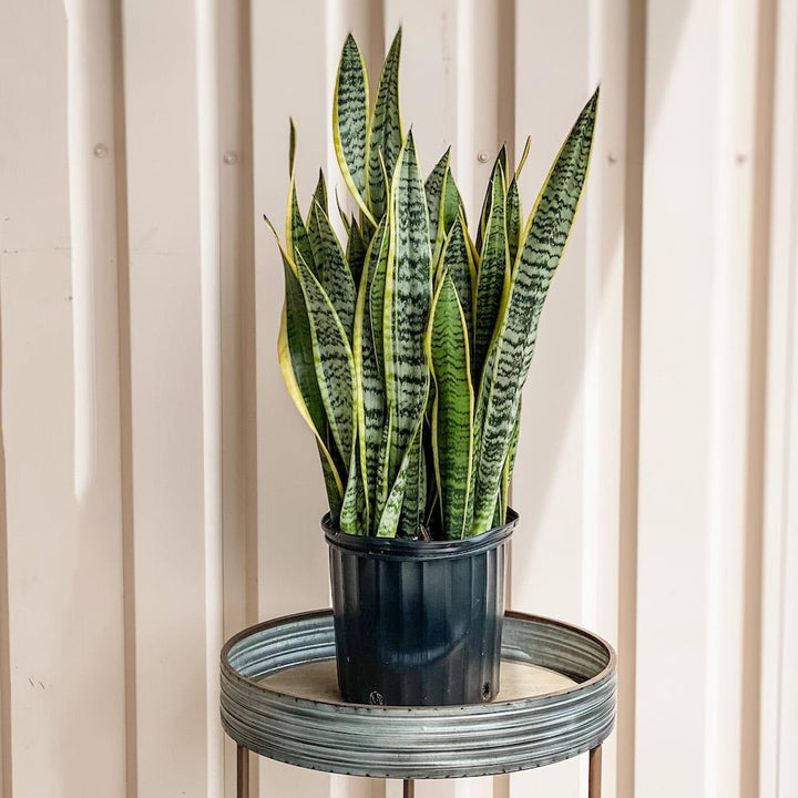 Sansevieria Trifasciata Laurentii (Snake Plant) Plant Cascade Tropicals 10" Sansevieria Laurentii