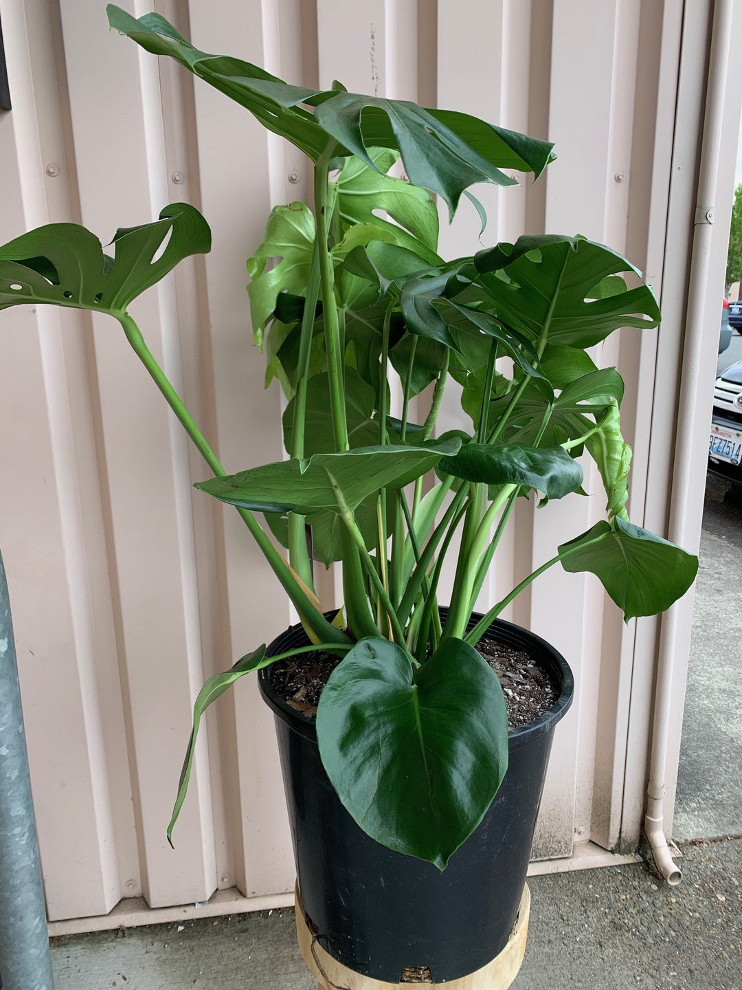 Philodendron Monstera Deliciosa Plant Cascade Tropicals 14" 