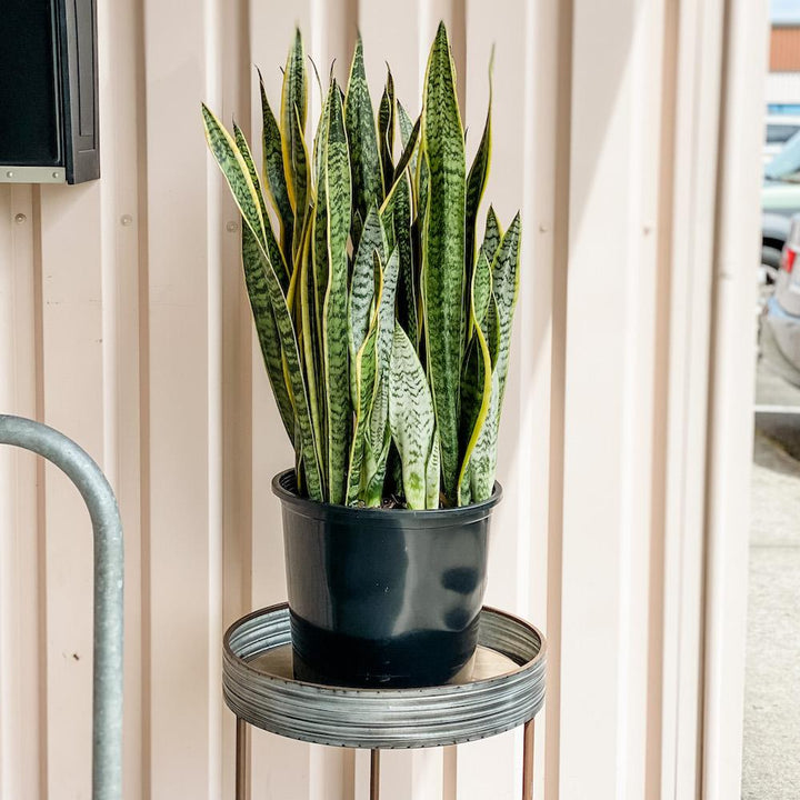 Sansevieria Trifasciata Laurentii (Snake Plant) Plant Cascade Tropicals 14" Sansevieria Laurentii
