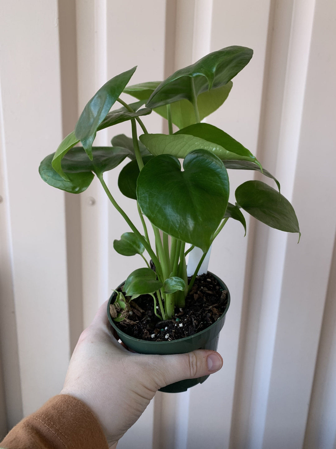 Philodendron Monstera Deliciosa Plant Cascade Tropicals 4"
