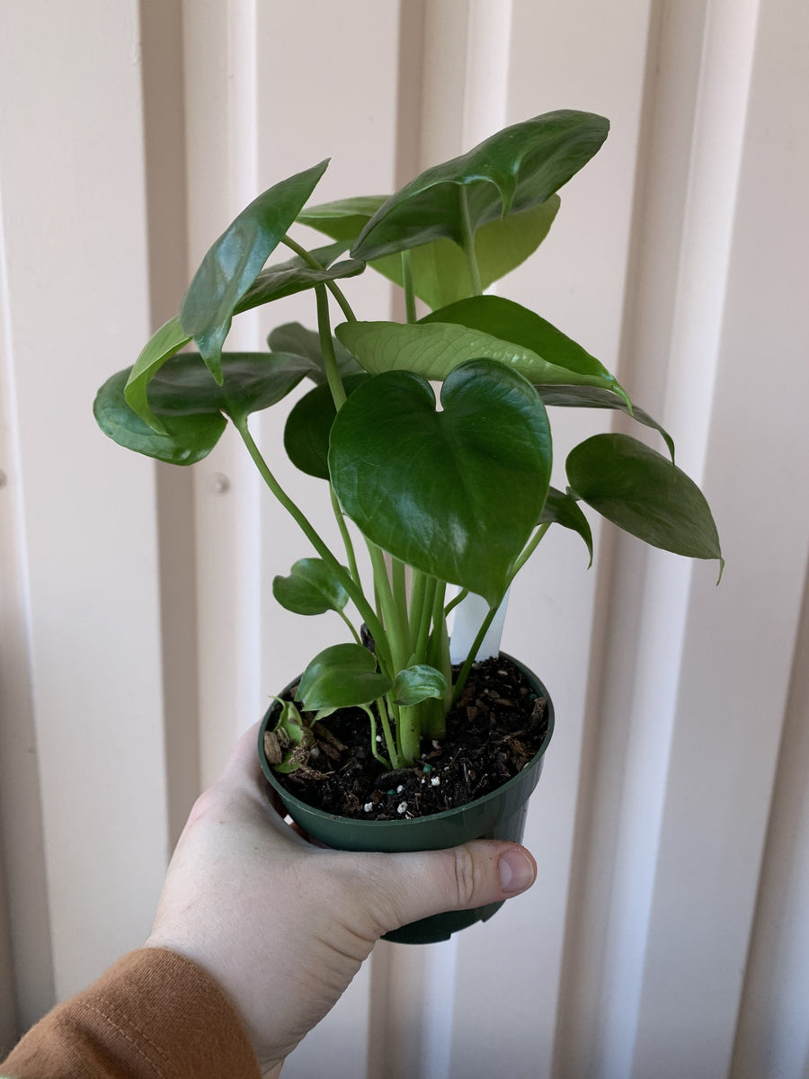 Philodendron Monstera Deliciosa Plant Cascade Tropicals 4"