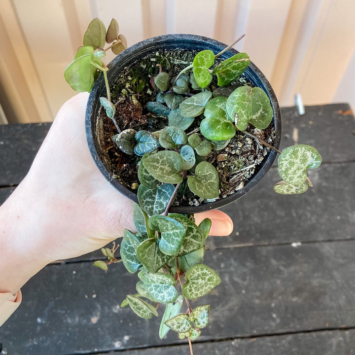 String of Hearts Plant Cascade Tropicals