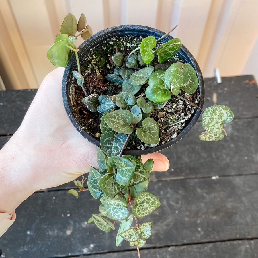 String of Hearts Plant Cascade Tropicals