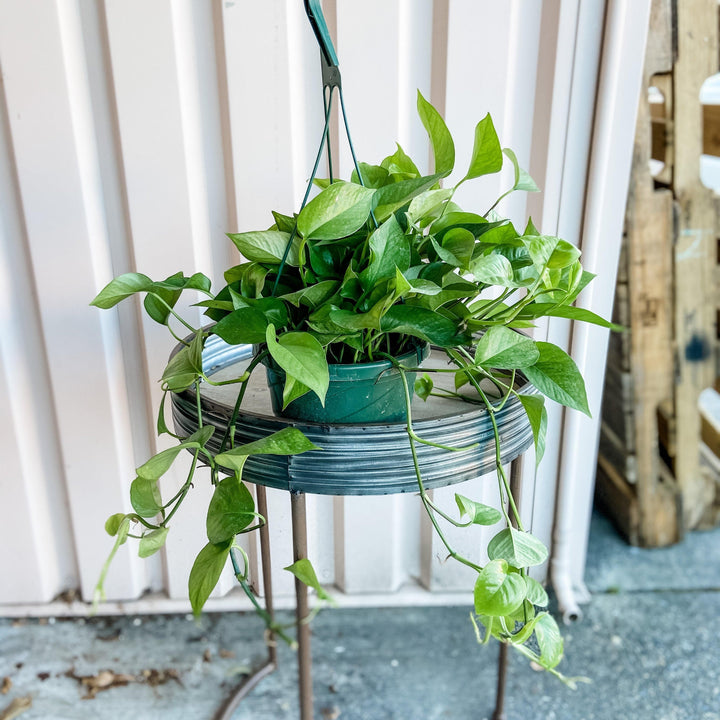 Cascade Tropicals Plant 6" Hanging Pothos Green Queen