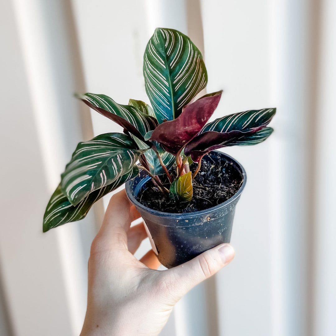 Pin Stripe Calathea Plant Cascade Tropicals