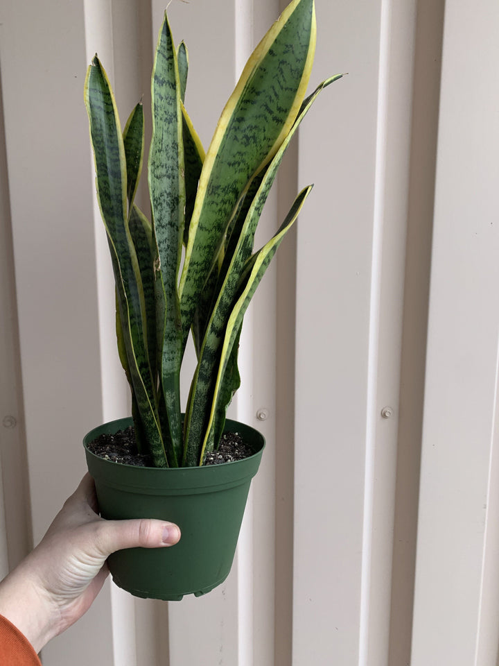 Sansevieria Trifasciata Laurentii (Snake Plant) Plant Cascade Tropicals 6" Sansevieria Laurentii