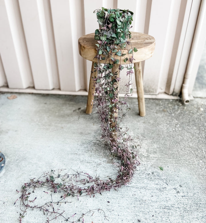 Cascade Tropicals Plant 6" String of Hearts