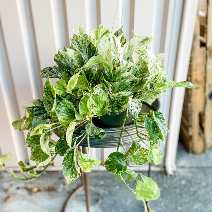 Pothos Marbled Queen Plant Cascade Tropicals 8" 