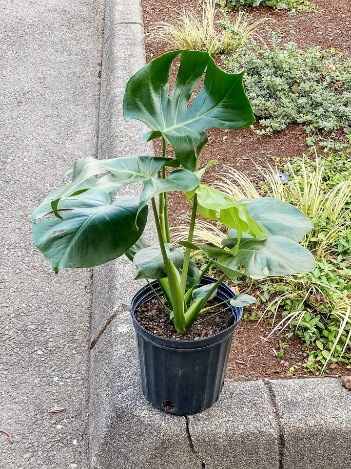 Philodendron Monstera Deliciosa Plant Cascade Tropicals 8" 