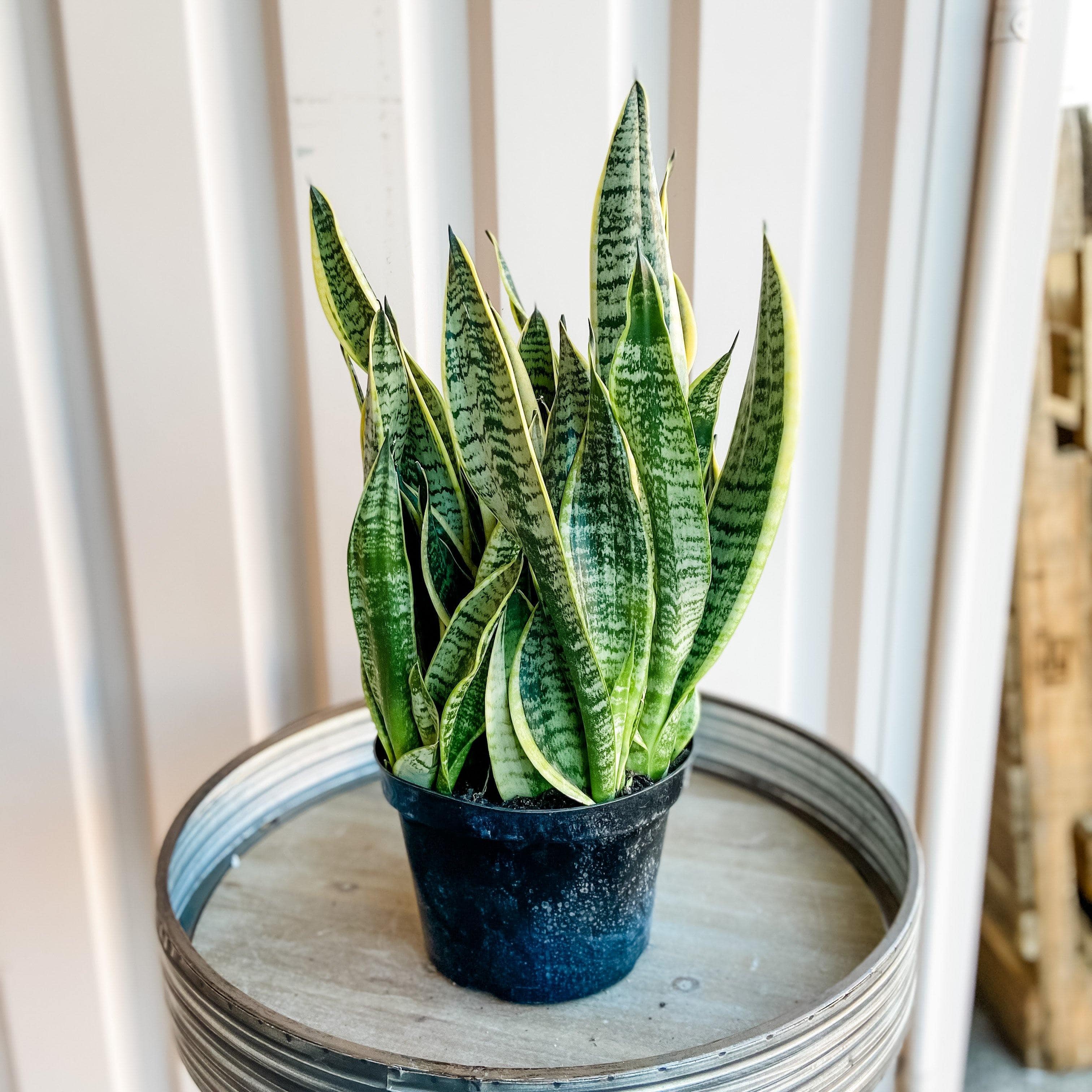 snake plant for sale Sansevieria Trifasciata Futura Superba (Snake Plant) – Paper Luxe