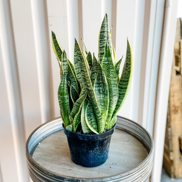 Cascade Tropicals Plant 8" Sansevieria Trifasciata Futura Superba (Snake Plant) - Sale