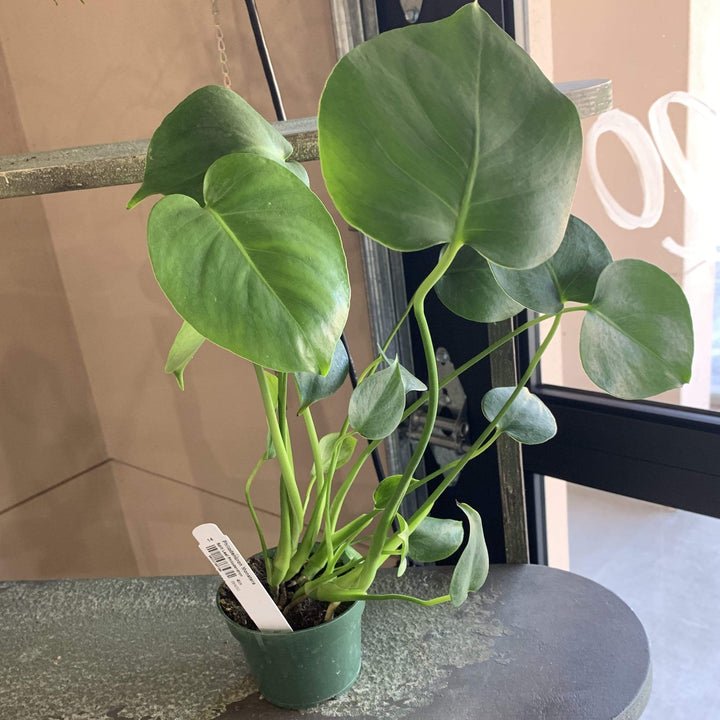 Philodendron Monstera Deliciosa Plant Cascade Tropicals 4"