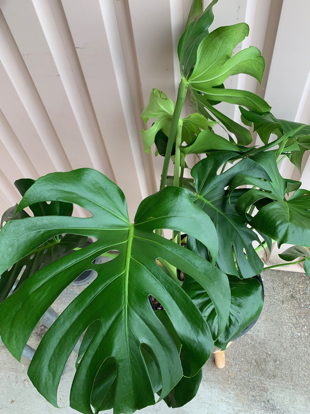 Philodendron Monstera Deliciosa Plant Cascade Tropicals