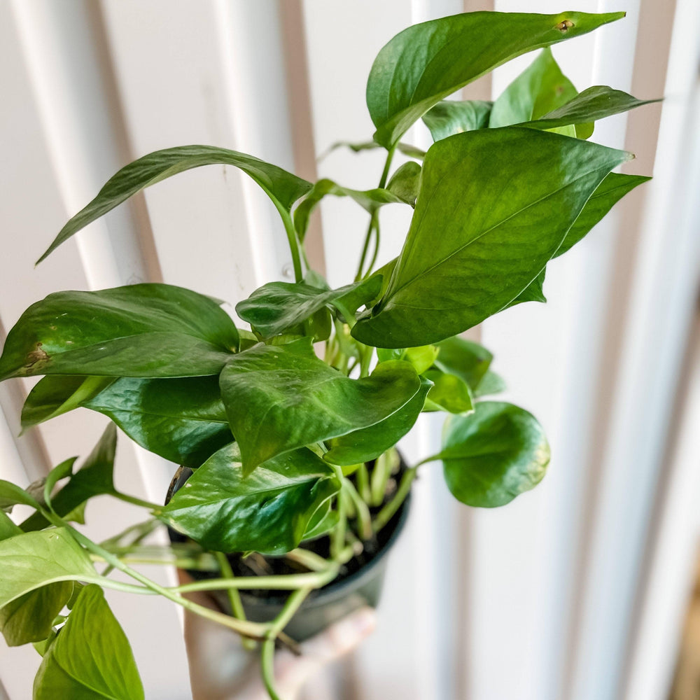 Cascade Tropicals Plant Pothos Green Queen
