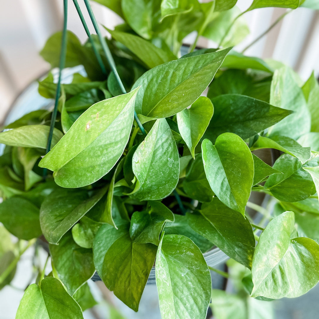 Cascade Tropicals Plant Pothos Green Queen