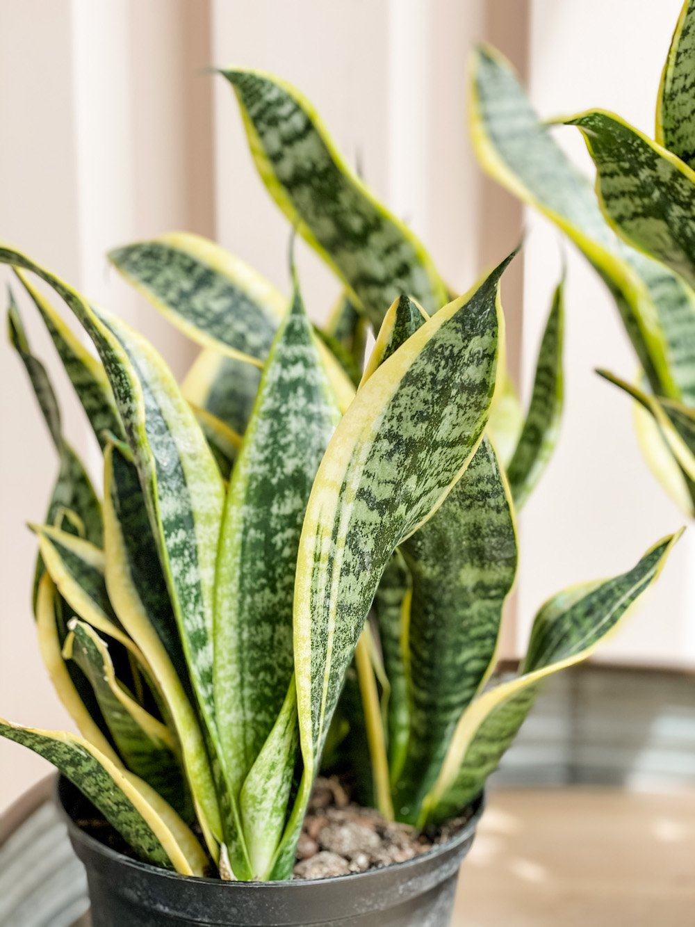 Cascade Tropicals Plant Sansevieria Trifasciata Futura Superba (Snake Plant) - Sale