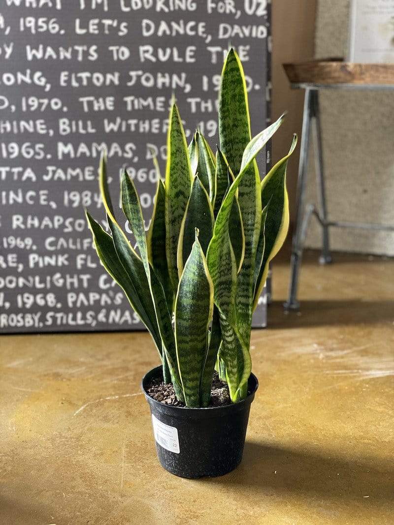 cheap snake plant Laurentii Sansevieria Snake Plant