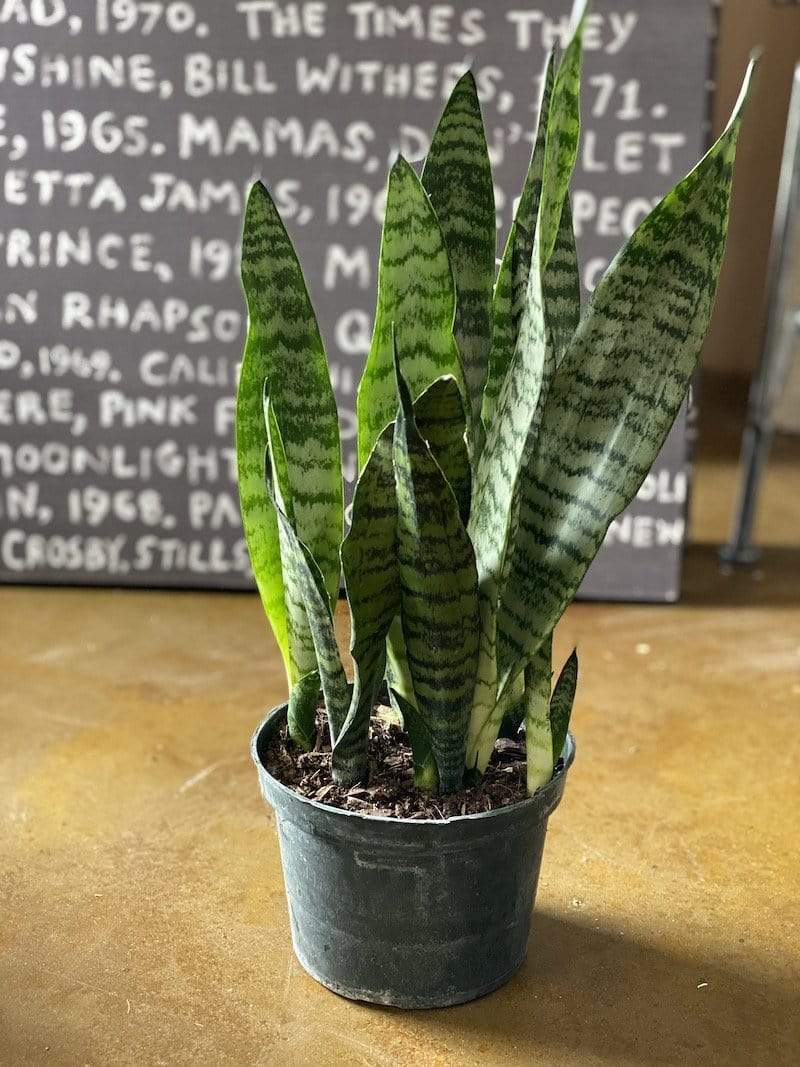 Sansevieria Trifasciata Laurentii (Snake Plant) Plant Cascade Tropicals