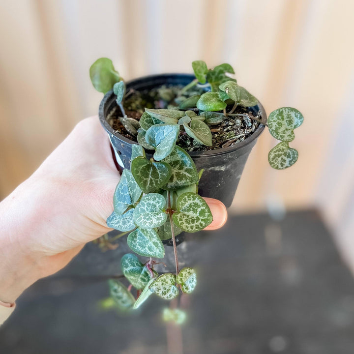 String of Hearts Plant Cascade Tropicals