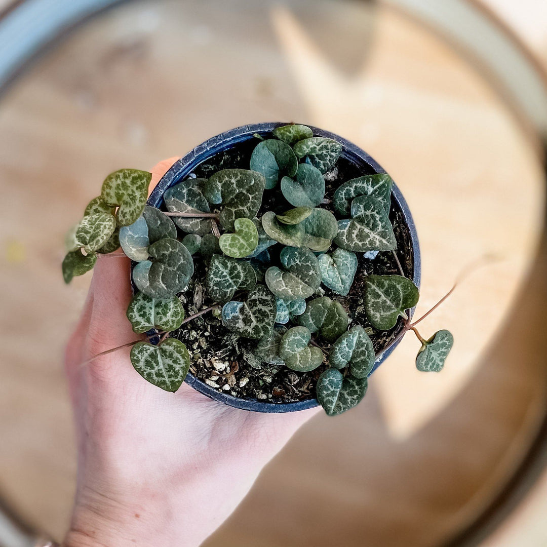 String of Hearts Plant Cascade Tropicals
