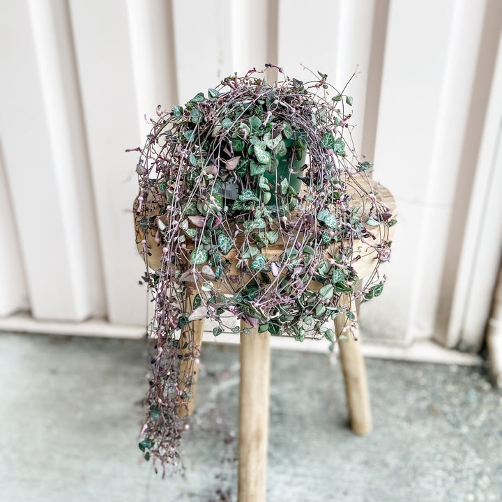 Cascade Tropicals Plant String of Hearts