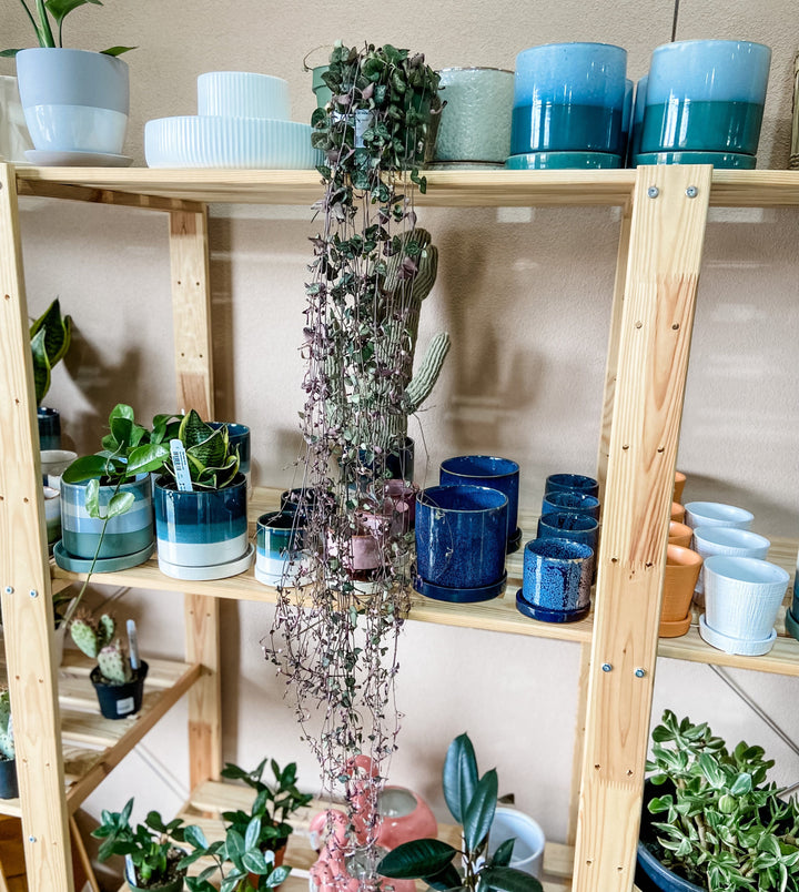 Cascade Tropicals Plant String of Hearts