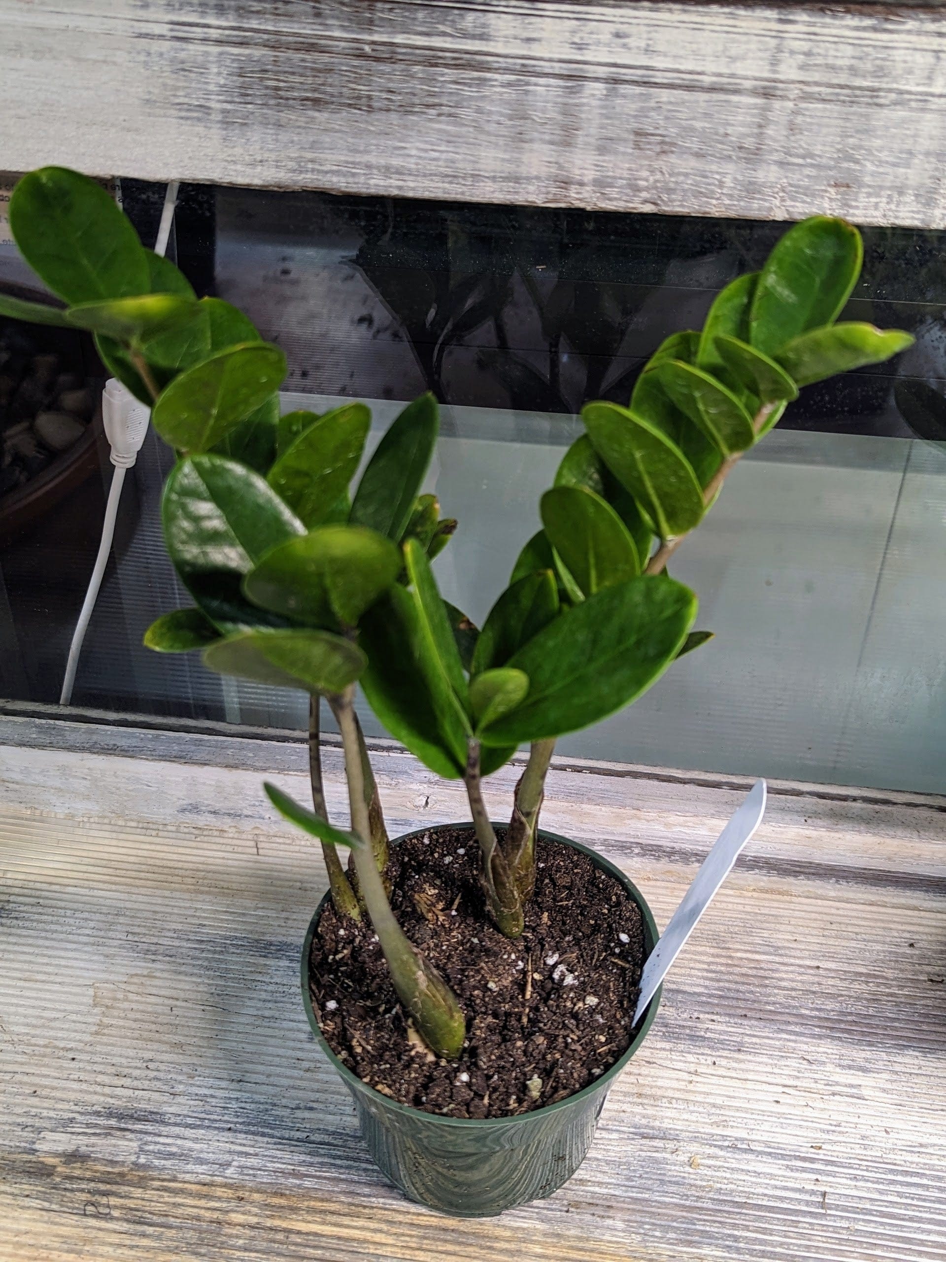 Zamioculcas zamiifolia, ZZ Plant Plant in 4 inch Pot