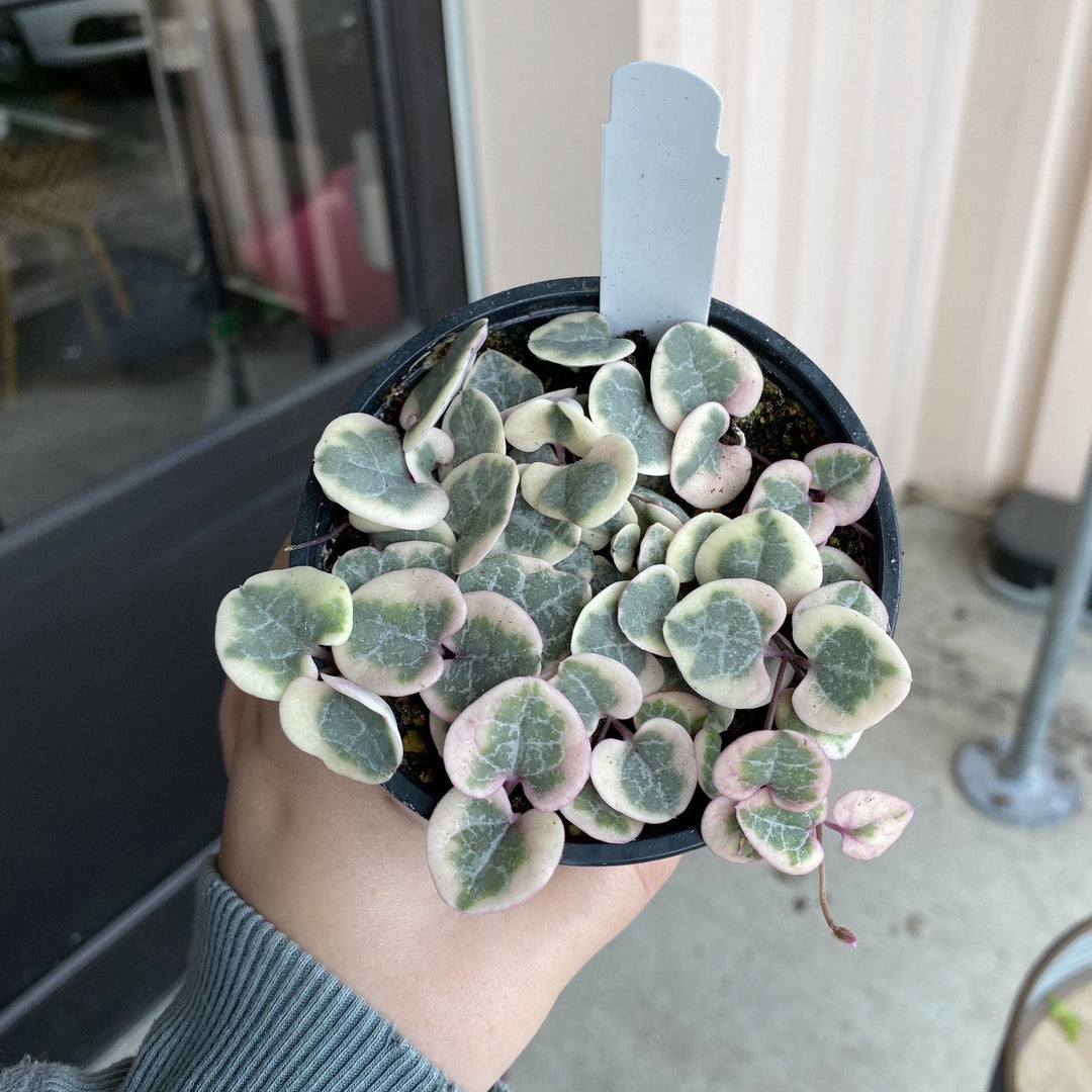 Cascade Tropicals Plants 4" Ceropegia woodii variegata - String of Hearts Variegated