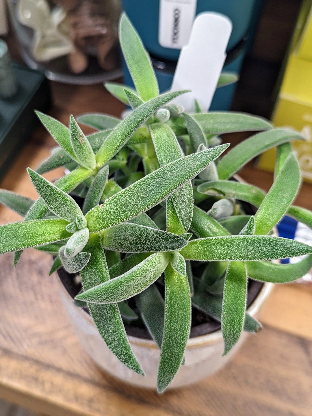 Cascade Tropicals Plants 4" Crassula mesembryanthemoides Tenelli