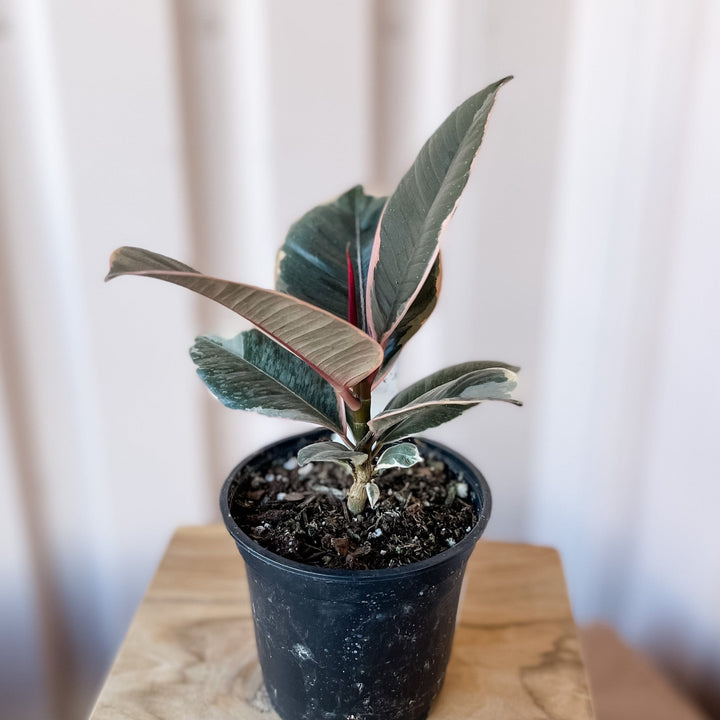 Cascade Tropicals Plants 4" Ficus elastica Tineke - Rubber Tree
