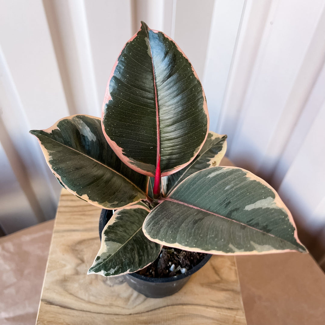 Cascade Tropicals Plants 4" Ficus elastica Tineke - Rubber Tree